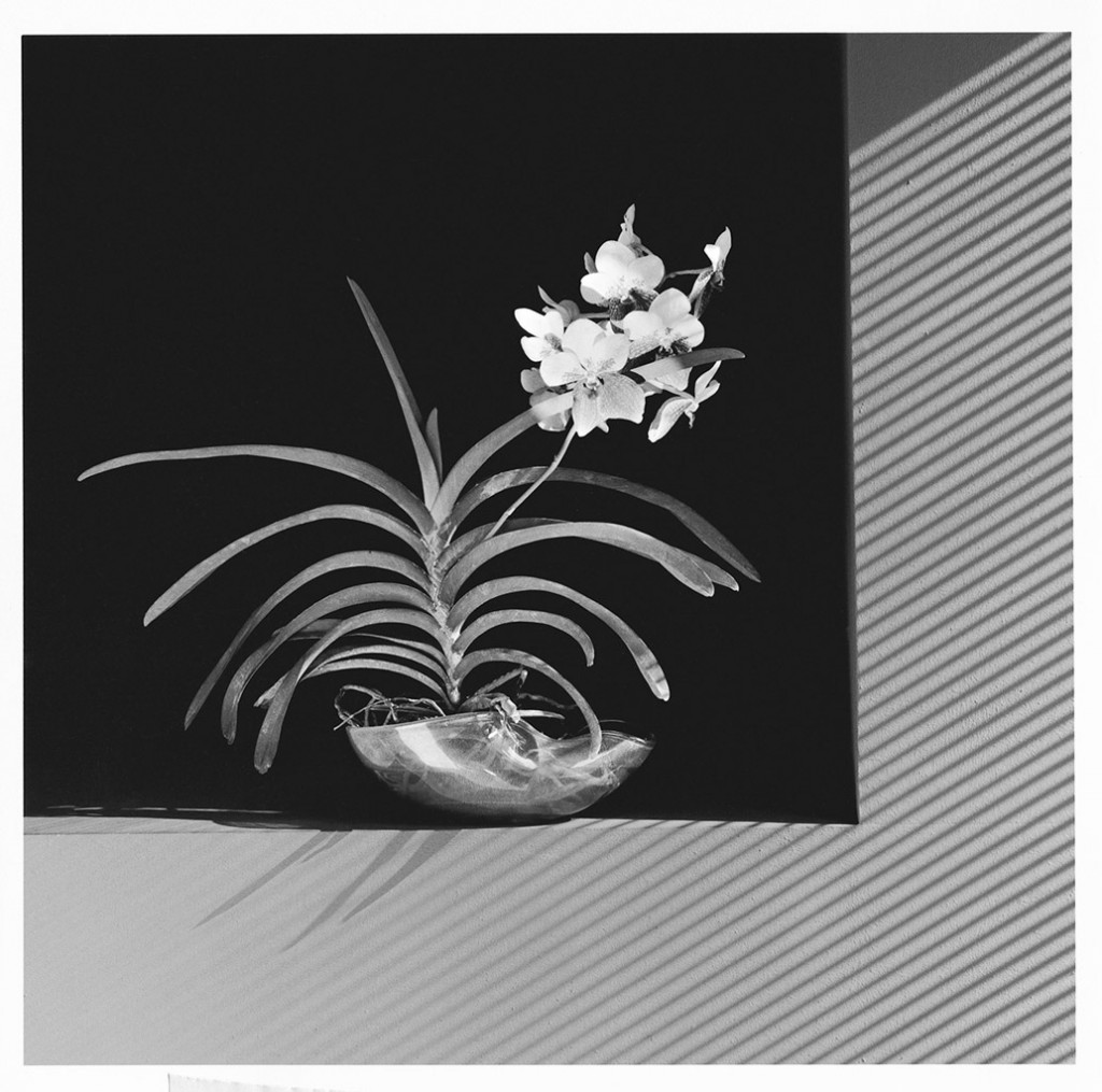 Mapplethorpe Flora: The Complete Flowers by Phaidon - The Eye of  Photography Magazine