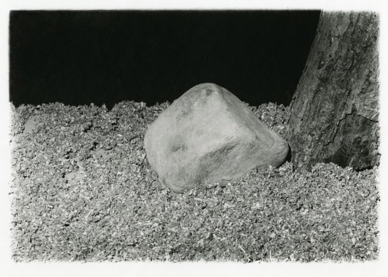 Landscape #2 [rock by tree], 1976