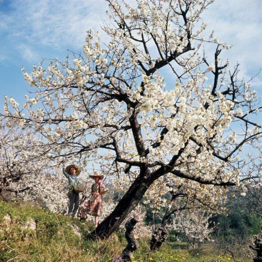 © Jacques Henri Lartigue