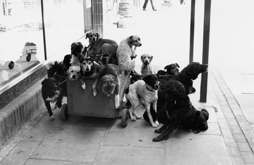 © Elliott Erwitt London, England
