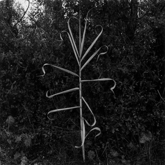 Aix-en-Provence, France, 1958 © The Estate of Harry Callahan / Courtesy Pace/MacGill Gallery, New York Collection Maison Européenne de la Photographie, Paris - Don de l’auteur