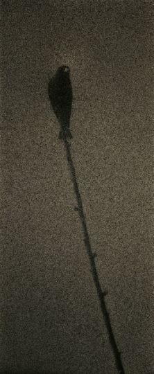 Untitled #1601 (from the series Kawa=Flow), 2010
