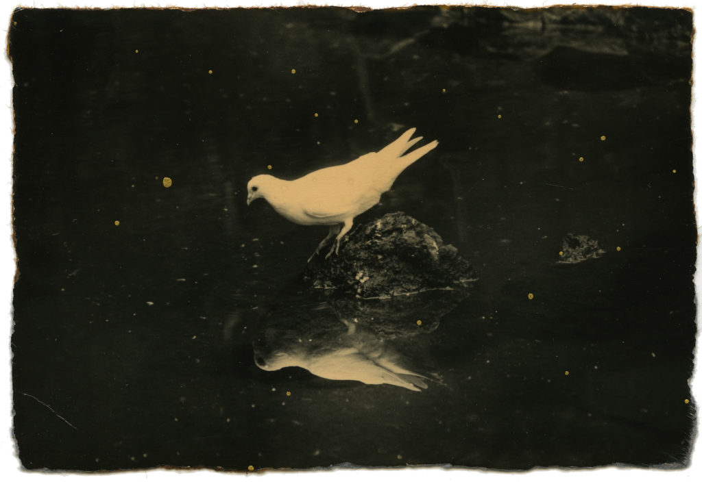 Masao Yamamoto, Tori - The Eye of Photography Magazine