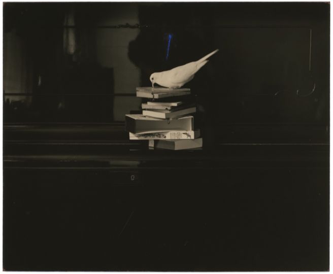 Untitled #25 (from the series Box of Ku), 1992