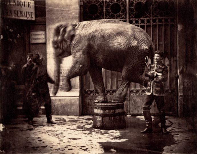 Éléphant, France, vers 1870 © Courtesy galerie Lumière des roses