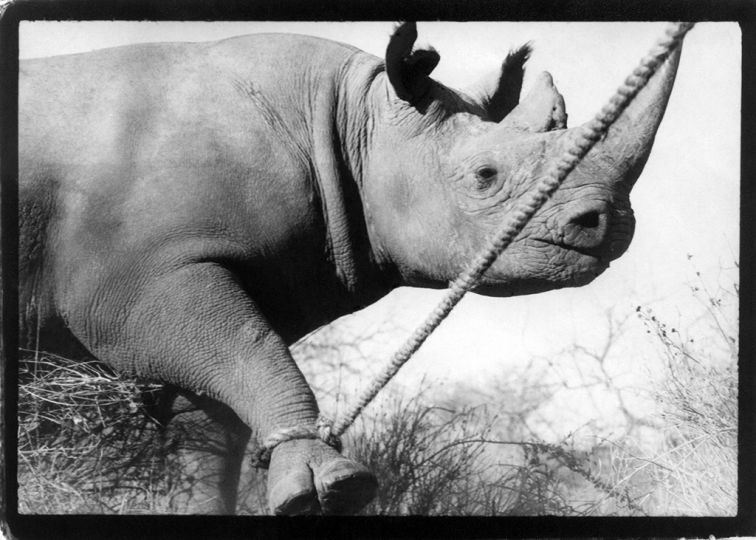 Captured Rhinoceros Photograph (c) peter beard © Orin Langelle