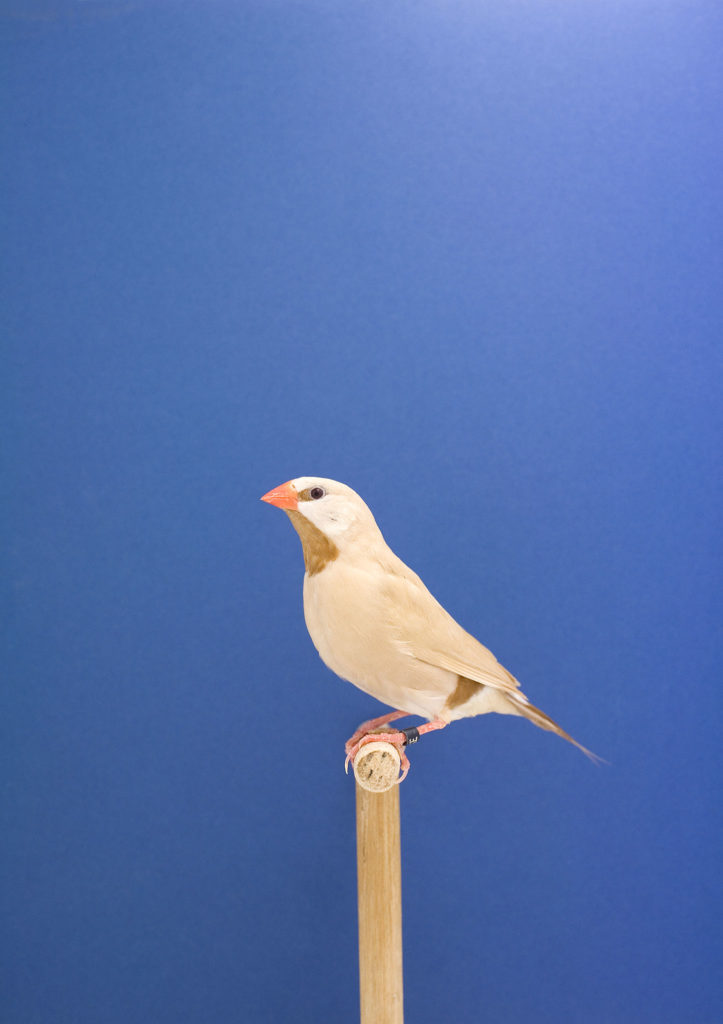 Mois de la Photo : Luke Stephenson, the birds collector - The Eye of 