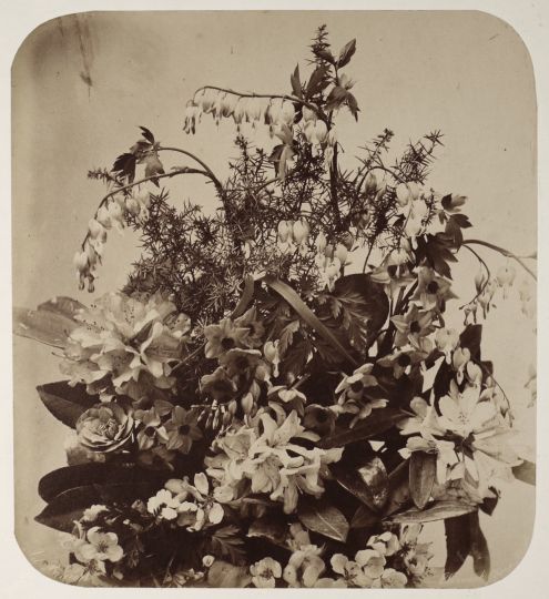 © Adolphe Braun