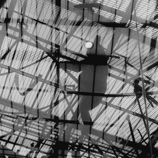 Zoo de Beauval, Gorille, 2017 © Bernard Descamps