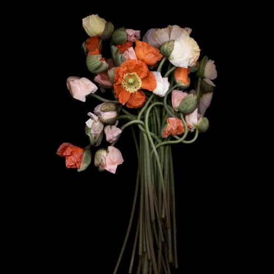 © Joyce Tenneson Poppy Bouquet, 2000