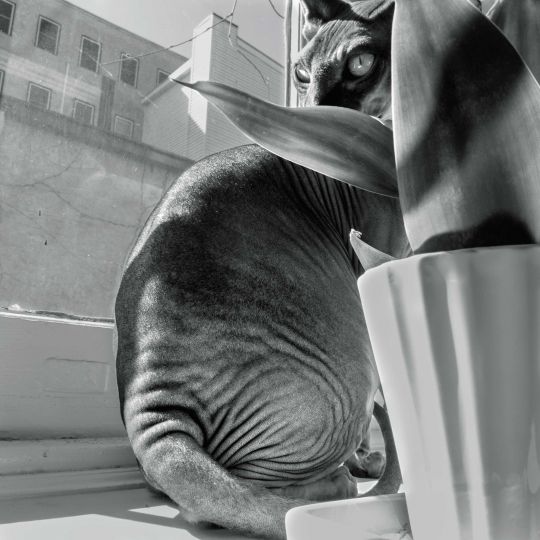Polarities © Larry Fink