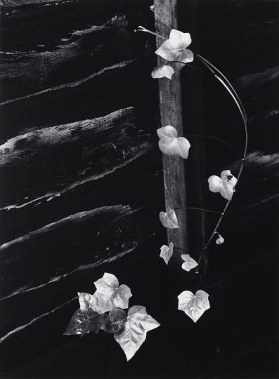 Portland, Oregon (1964) © Minor White