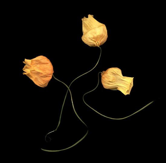© Joyce Tenneson Three Chinese Lanterns, c.2004