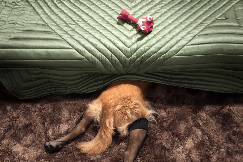 Max by Bibi Gourdin © Vincent Flouret