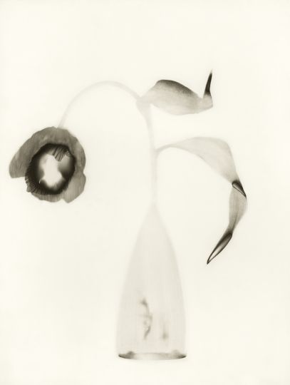 © Elizabeth Opalenik