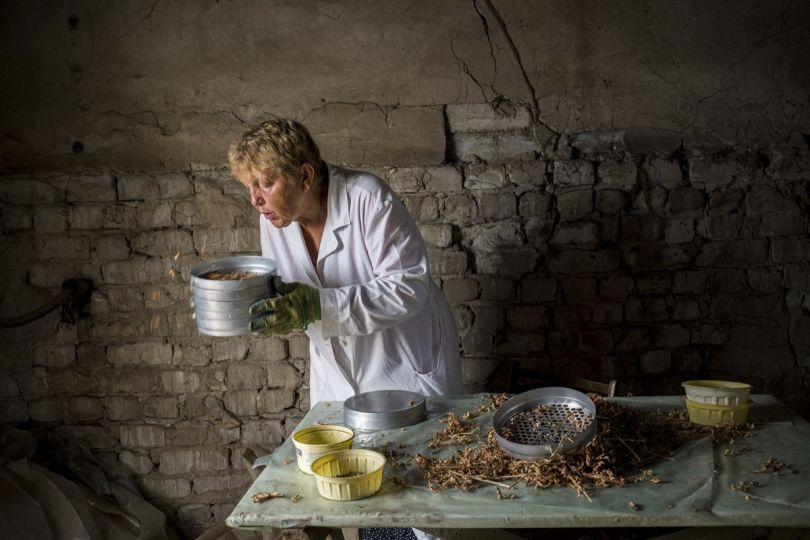 Volgograd. Gluhova Alevtina Petrovna, chercheuse et experte en croisement  © Mario Del Curto