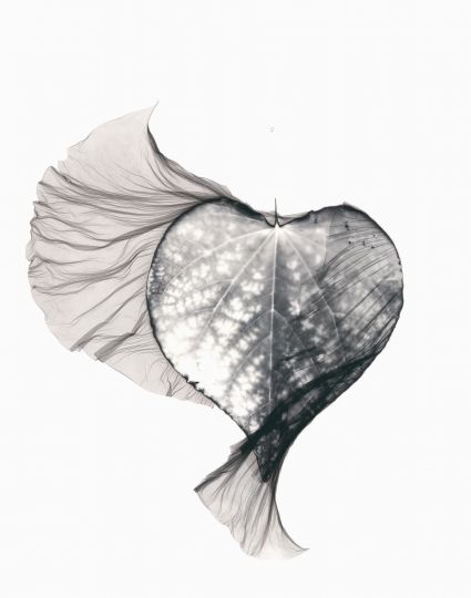 © Elizabeth Opalenik