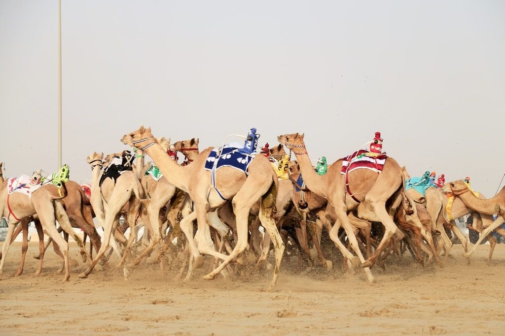 Alexandre Mounayer Camel Race The Eye Of Photography Magazine