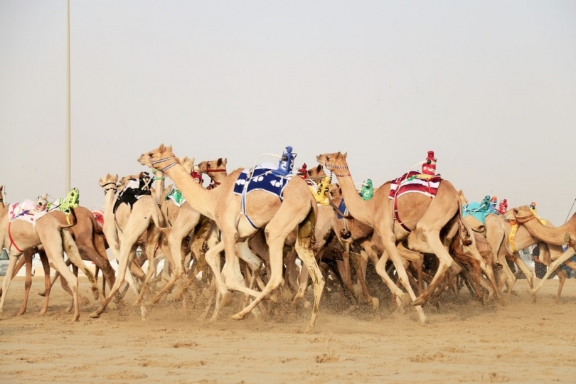 Alexandre Mounayer, Camel Race - The Eye of Photography ...