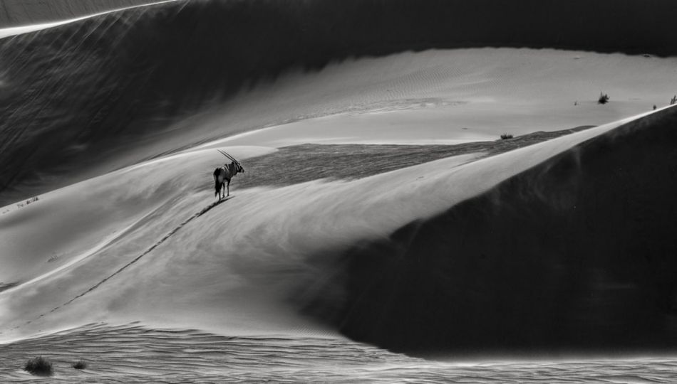 Ken and Michelle Dyball’s Wild Afrika - The Eye of Photography Magazine