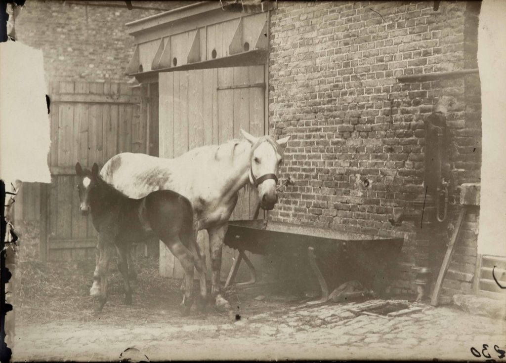 The Little-Known Horses of Eugène Atget - The Eye of Photography