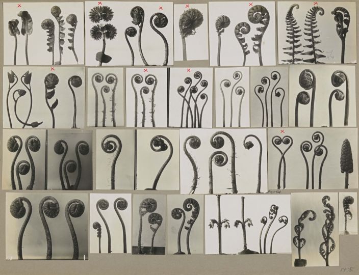 Ferns I, Working collage, before 1928 © Karl Blossfeld Archiv / Stiftung Ann un Jürgen Wilde, Pinakotek des Moderne, München