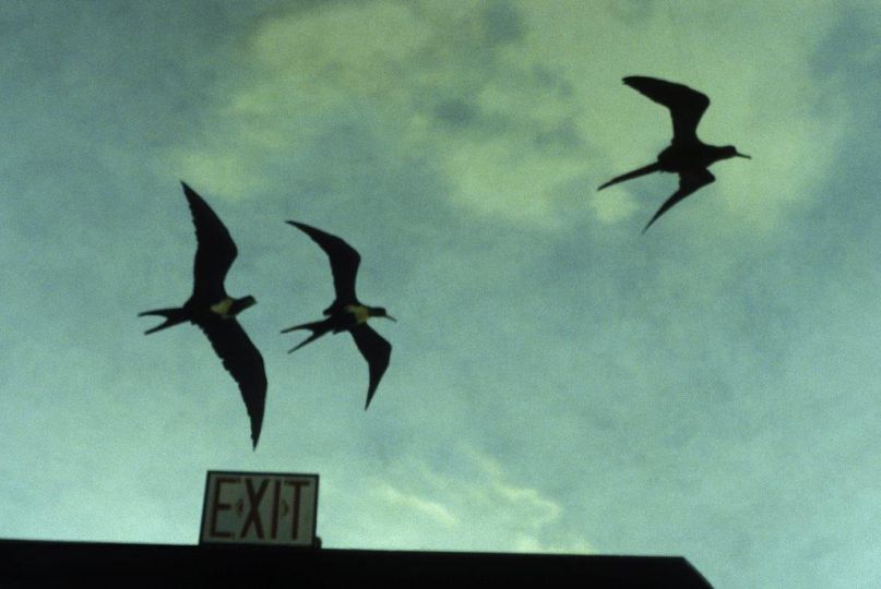 Exit, les oiseaux de New York 1999 © Dolorès Marat, Courtesy Galerie Françoise Besson