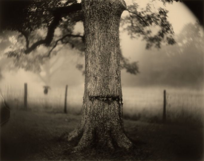 Deep South, Untitled (Scarred Tree), 1998 © Sally Mann