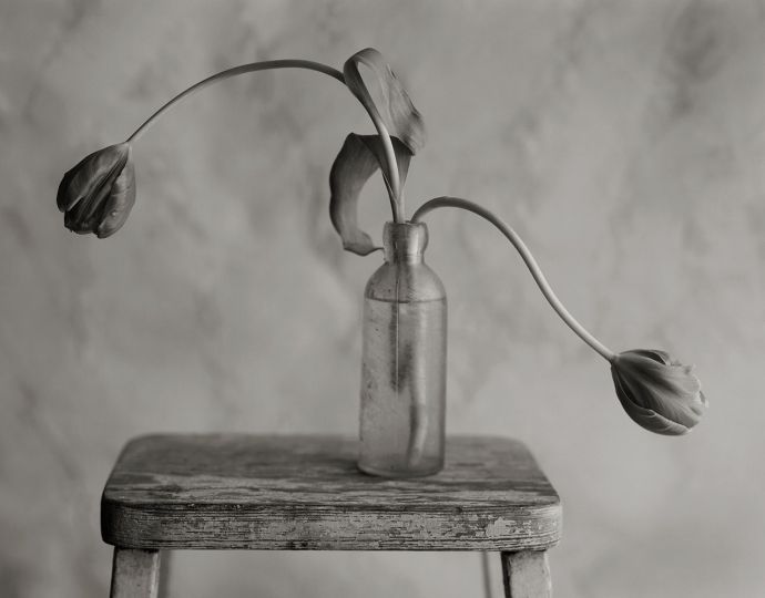 Still Life 1247, 2012 © Kenro Izu