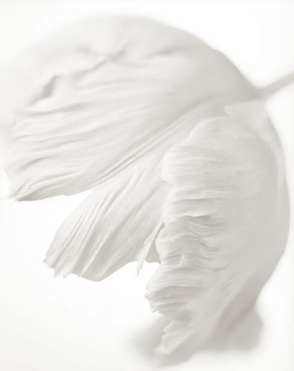 Secret Garden 76, 2009 © Yumiko Izu
