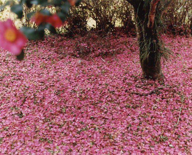 Yoko Ikeda
Misato Town, Kumamoto Prefecture, 2011
Courtesy Laurence Miller Gallery
