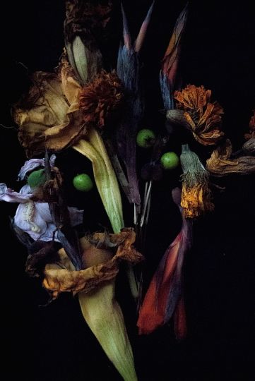 nancy-oliveri-the-assassin-flower-the-eye-of-photography-magazine