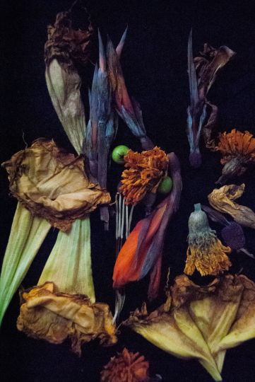 nancy-oliveri-the-assassin-flower-the-eye-of-photography-magazine