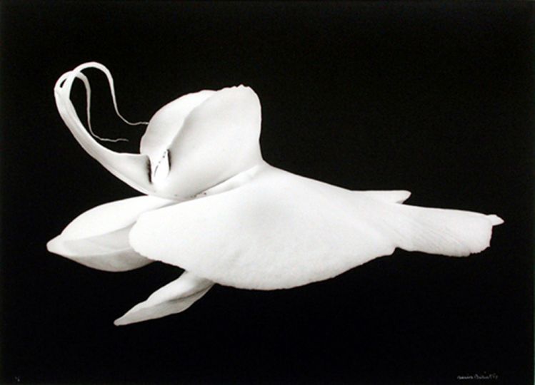 Denis Brihat, Orchidée 1987 @courtesy galerie Camera Obscura