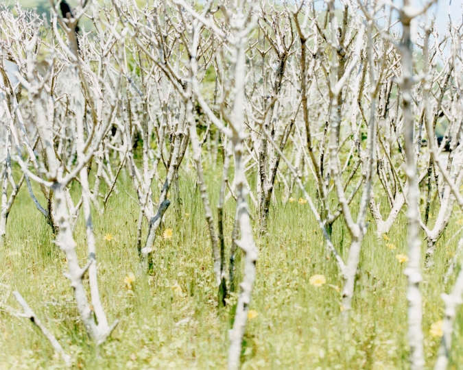 RÃ©sultat de recherche d'images pour "Exposition YOKO IKEDA et TOSHIO SHIBATA: TREESCAPES"