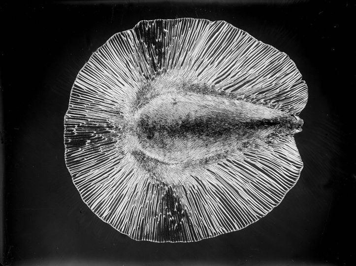 Micrographie (graine) Paris, vers 1925 © Laure Albin Guillot / Collections Roger-Viollet
