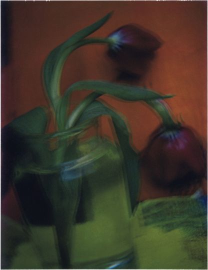 Sarah Moon, Les tulipes, 2003 @courtesy galerie Camera Obscura