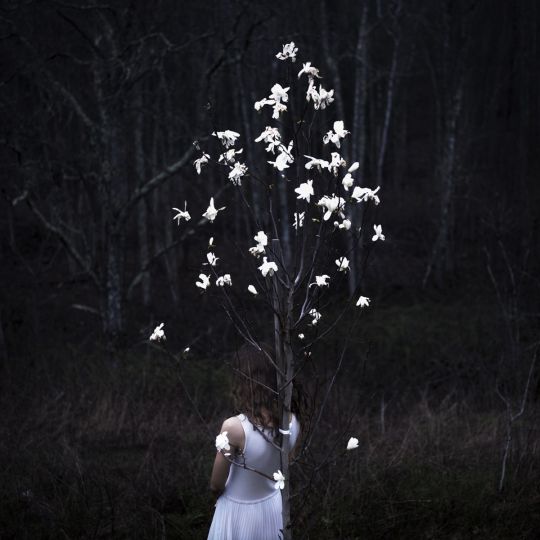 Magnolia Tree, 2017 © Cig Harvey