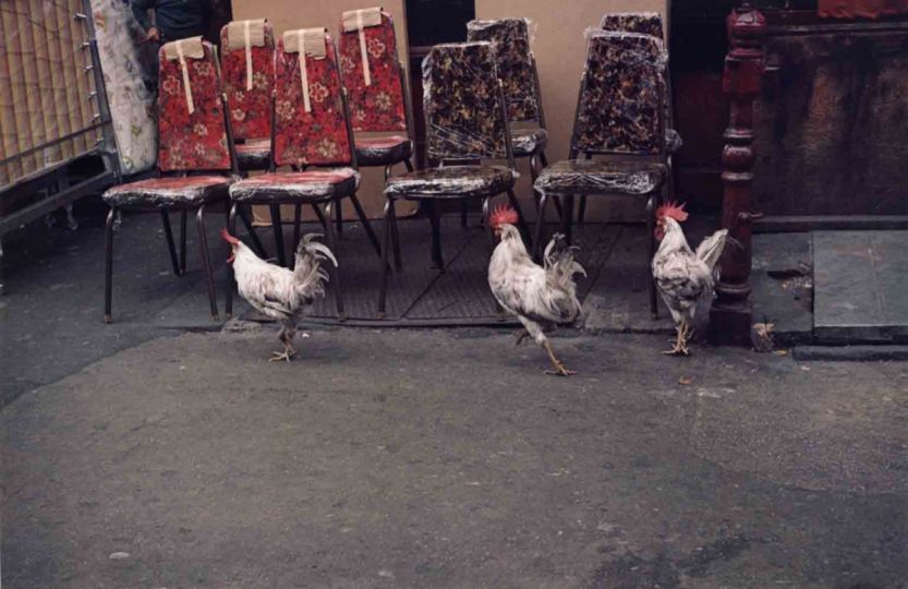 Helen Levitt, 1971 Roosters © Courtesy of Laurence Miller Gallery