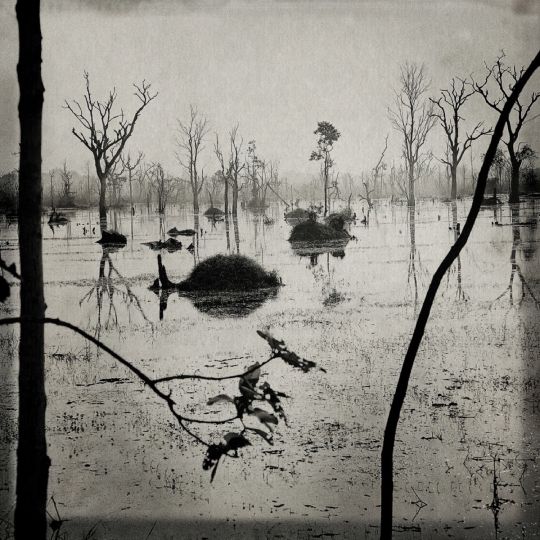 Lointains Souvenirs © FLORE