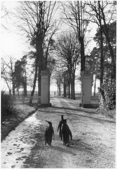 Willy Ronis - Le Nu Provencl, Gordes, 1949 - Willy Ronis (Photogrphy