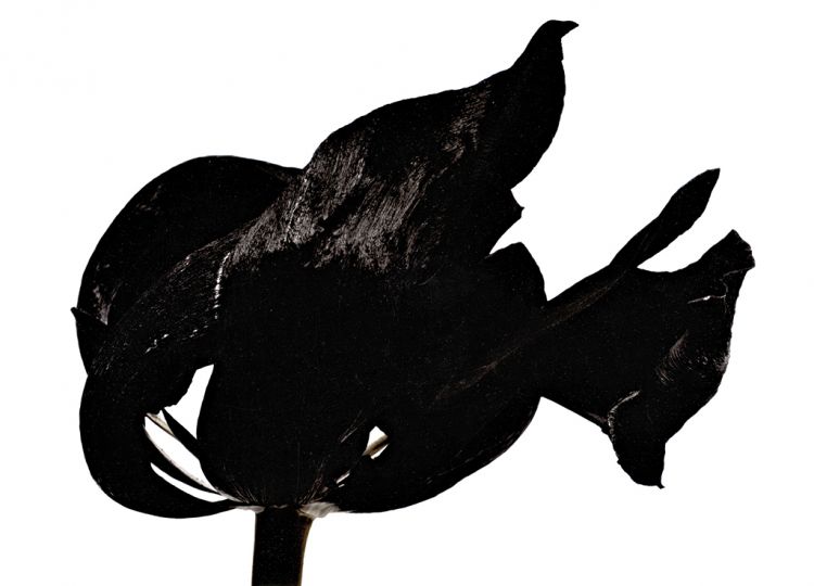 © Denis Brihat