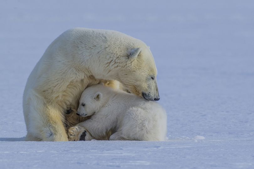 Amos Nachoum – Big Animals - The Eye of Photography Magazine