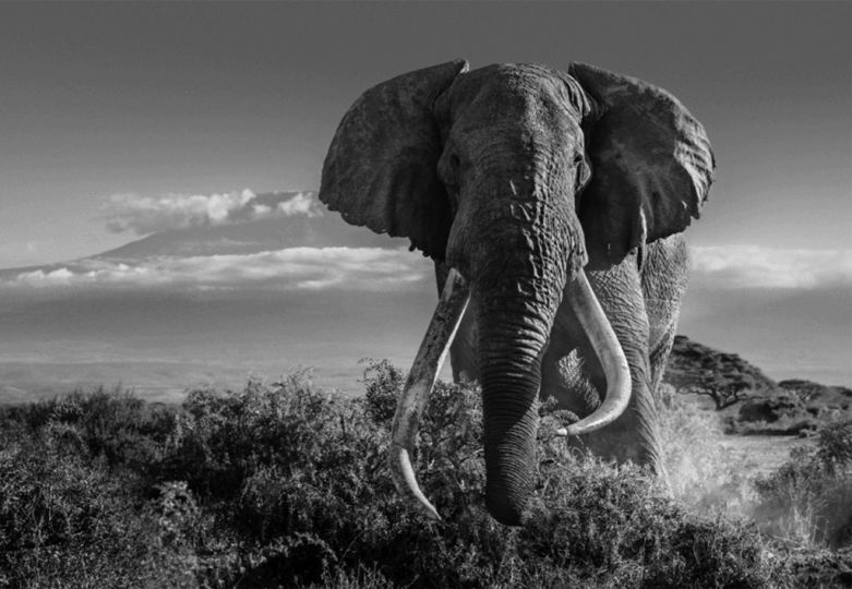 Africall © David Yarrow – Courtesy JL Modern