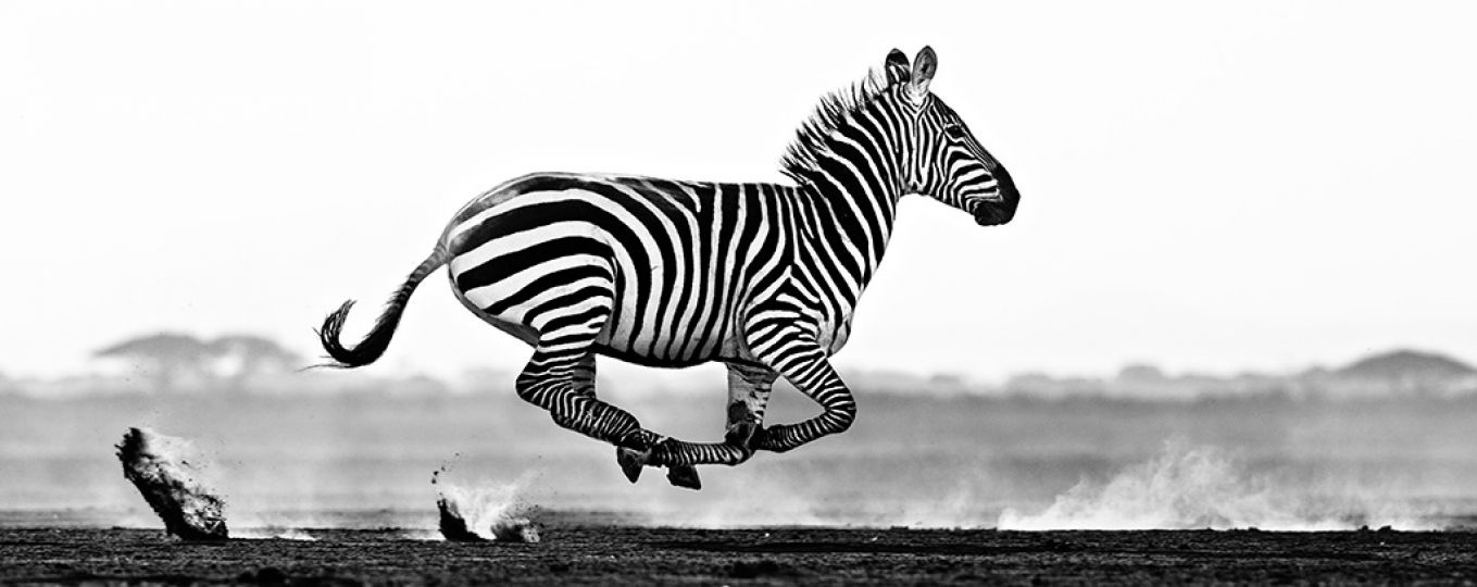 Desert Flight © David Yarrow – Courtesy JL Modern