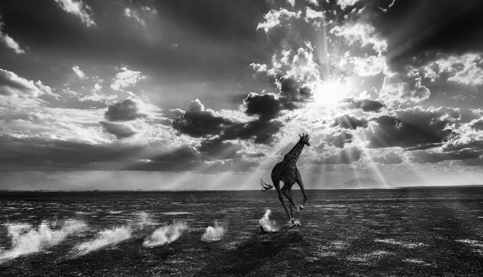 Heaven Can Wait © David Yarrow – Courtesy JL Modern