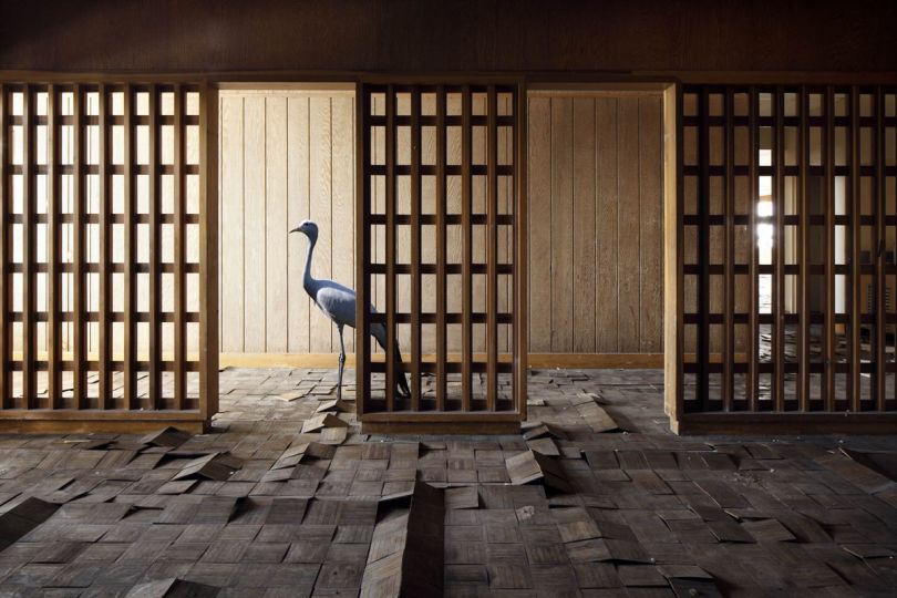 Haruki © Henk van Rensbergen