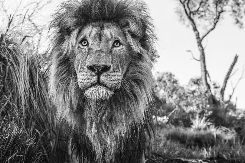 Kingdom © David Yarrow – Courtesy JL Modern