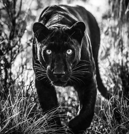 Wakanda © David Yarrow – Courtesy JL Modern
