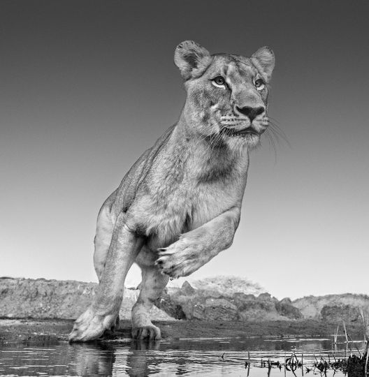 Emma © David Yarrow – Courtesy JL Modern